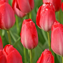 Tulpe Van Eijk & Narzisse Bridal Crown - Frühlingsduo für den Garten