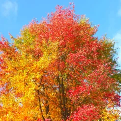 Tupelobaum - Feuerrote Herbstpracht