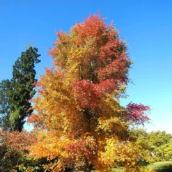 Tupelobaum - Feuerrote Herbstpracht