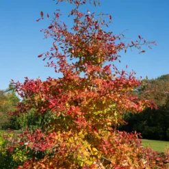 Tupelobaum - Feuerrote Herbstpracht