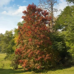 Tupelobaum - Feuerrote Herbstpracht