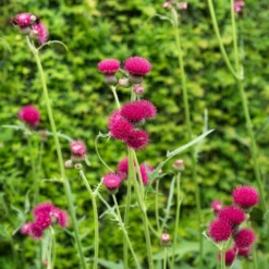 Ufer-Cirse - Fuchsia, das Bienen liebt