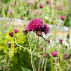 Ufer-Cirse - Fuchsia, das Bienen liebt