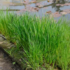 Ufersegge Carex - Grün am Teich das ganze Jahr