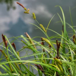 Ufersegge Carex - Grün am Teich das ganze Jahr