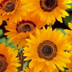 Venidium 'Prince of Orange' - Leuchtend Orange den ganzen Sommer