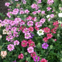 Verbenen Mischung - Farbe den ganzen Sommer