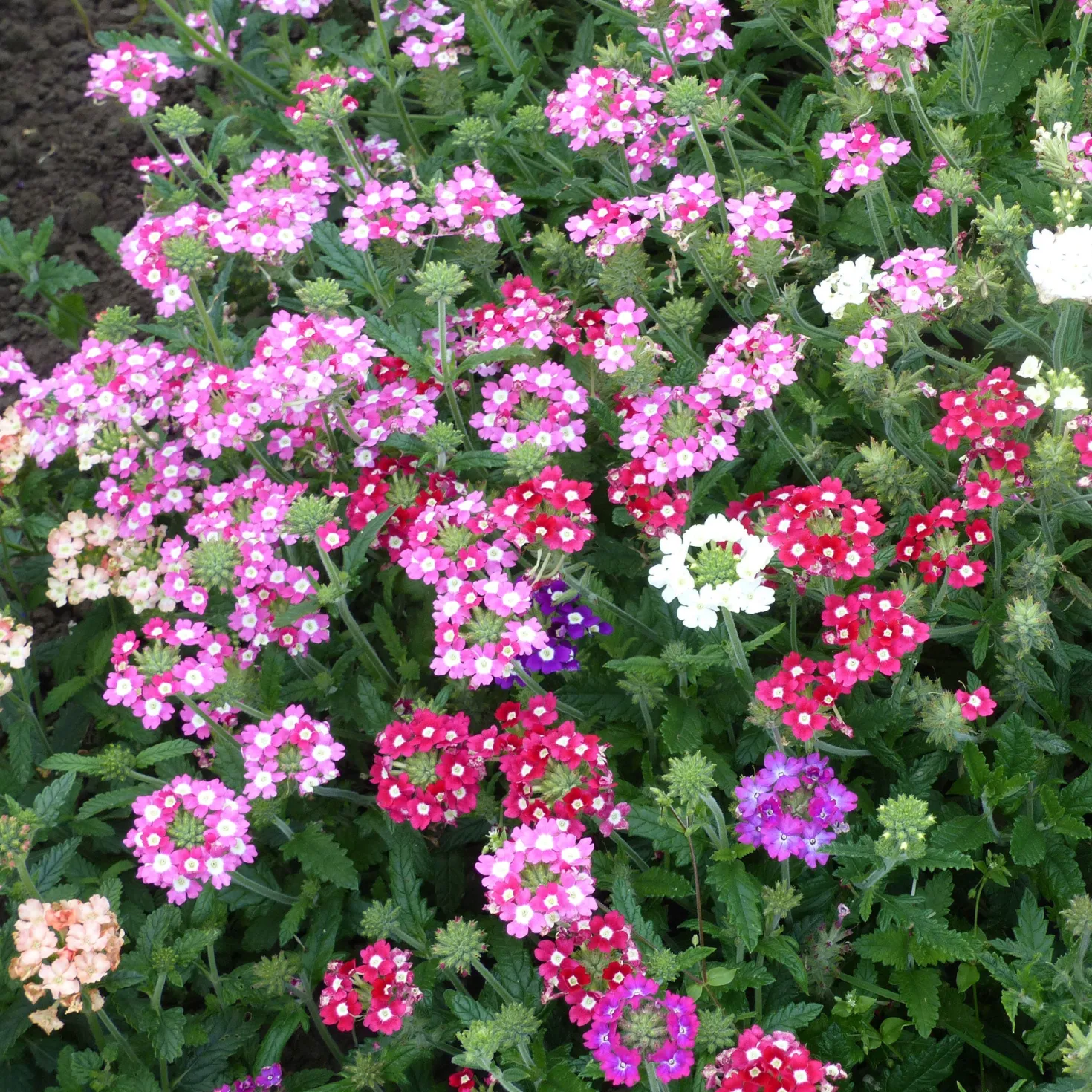 Verbenen Mischung - Farbe den ganzen Sommer