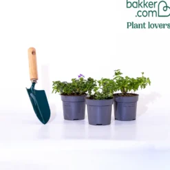 Verbenen Mischung Rot/Weiß/Blau (x3) - Sofort bunt, ganz einfach