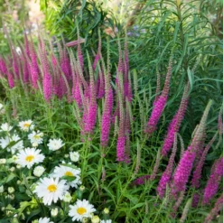 Veronika in Ähren Rotfuchs - Pinke Kerzen den ganzen Sommer