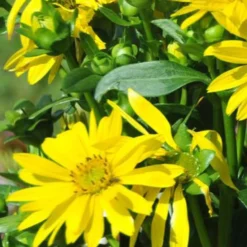 Verwachsenblättrige Becherpflanze Maya - Bienenmagnet im Sommer