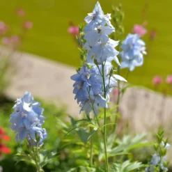 Verzweigter Rittersporn 'Cliveden Beauty' - Himmelblau im Beet