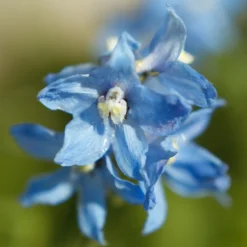 Verzweigter Rittersporn 'Cliveden Beauty' - Himmelblau im Beet