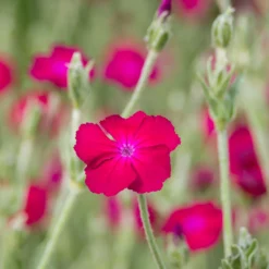 Vexiernelke 'Atrosanguinea' - Leuchtendes Fuchsia im Garten