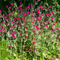 Vexiernelke - Silbriges Laub, pinke Blüten