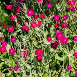 Vexiernelke - Silbriges Laub, pinke Blüten