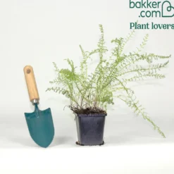 Vielblättrige Garbe Cassis - Dunkelrote Blüten den ganzen Sommer