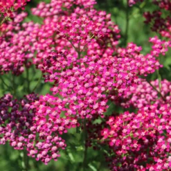 Vielblättrige Garbe Cassis - Dunkelrote Blüten den ganzen Sommer