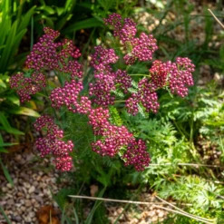 Vielblättrige Garbe Cassis - Dunkelrote Blüten den ganzen Sommer