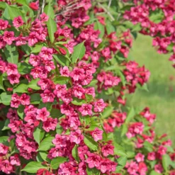 Vier-Jahreszeiten-Hecke (x6) - Blüht zu jeder Jahreszeit