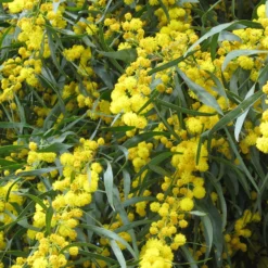 Vier-Jahreszeiten-Mimose - Duftende Blüten fast das ganze Jahr
