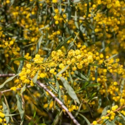 Vier-Jahreszeiten-Mimose - Duftende Blüten fast das ganze Jahr