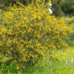 Vier-Jahreszeiten-Mimose - Duftende Blüten fast das ganze Jahr
