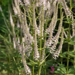 Virginischer Ehrenpreis ‘Roseum’ - Zarte Kerzen im Sommer