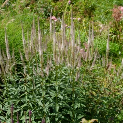 Virginischer Ehrenpreis ‘Roseum’ - Zarte Kerzen im Sommer