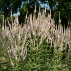 Virginischer Ehrenpreis ‘Roseum’ - Zarte Kerzen im Sommer
