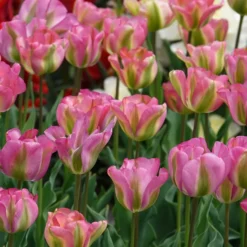Viridiflora-Tulpen Groenland - Rosa-grüne Blüten im Frühling