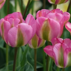 Viridiflora-Tulpen Groenland - Rosa-grüne Blüten im Frühling