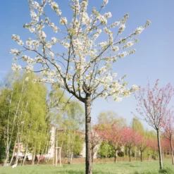 Vogelkirsche - Weiße Blütenpracht im Frühling