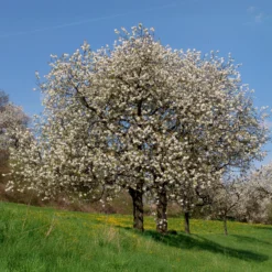Vogelkirsche - Weiße Blütenpracht im Frühling