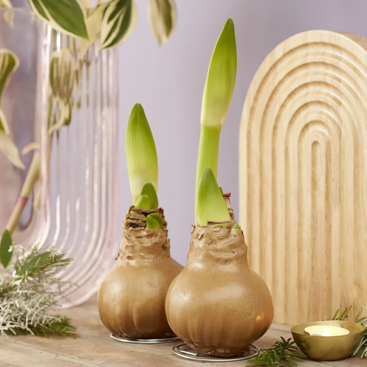 Wachs Amaryllis Gloss Gold - Blüht ganz ohne Gießen
