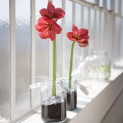 Wachs Amaryllis Gloss Gold - Blüht ganz ohne Gießen