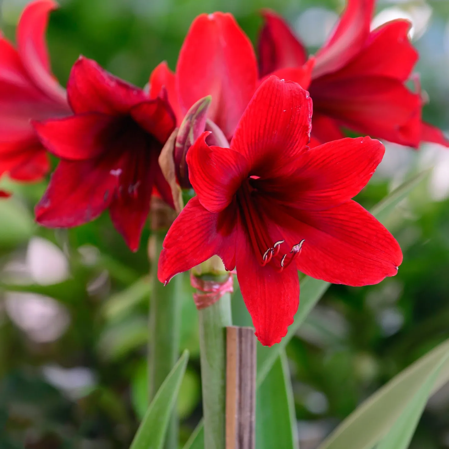 Wachs Amaryllis Gloss Gold - Blüht ganz ohne Gießen