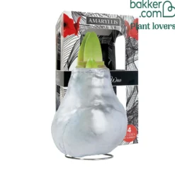 Wachs Amaryllis Gloss Silver - Blüht ganz ohne Gießen