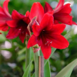 Wachs Amaryllis Gloss Silver - Blüht ganz ohne Gießen
