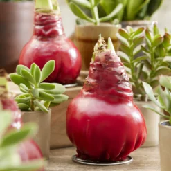 Wachs Amaryllis Gloss X Mas Red - Blüht ganz ohne Gießen