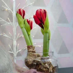 Wachs Amaryllis Magic Rosé Gold - Blüht ganz ohne Gießen