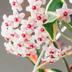 Wachsblume ‘Krimson Queen’ - Panaschiert und pflegeleicht