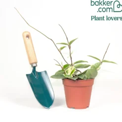 Wachsblume ‘Krimson Queen’ - Panaschiert und pflegeleicht