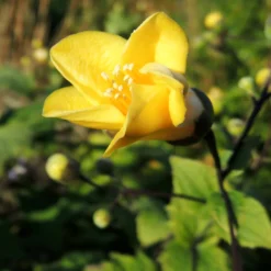 Wachsblume - Sanftes Gelb im Schatten