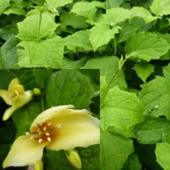 Wachsblume - Sanftes Gelb im Schatten