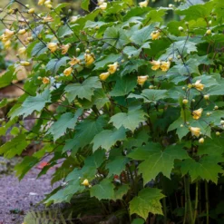 Wachsblume - Sanftes Gelb im Schatten