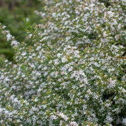 Wachs-Blume - Sternblüten, die duften