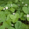 Walderdbeere ‘Rügen’ - Ernte den ganzen Sommer