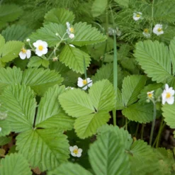 Walderdbeere ‘Rügen’ - Ernte den ganzen Sommer
