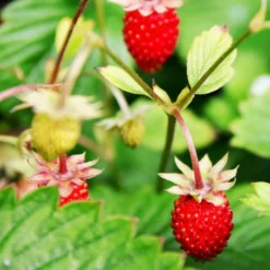 Walderdbeere ‘Rügen’ - Ernte den ganzen Sommer
